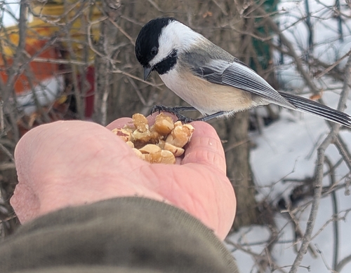 Black-capped Chickadee