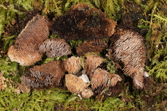 Gloiodon strigosus