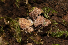 Gloiodon strigosus
