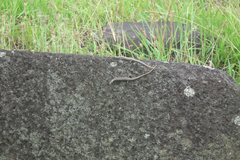 Cryptoblepharus poecilopleurus paschalis