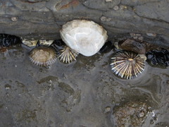 Siphonaria funiculata