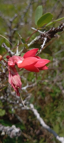 Isip¢ Colorado (Camptosema rubicundum)
