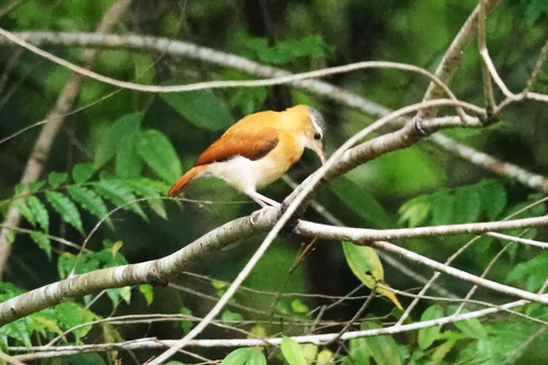 Caribbean Hornero (Furnarius longirostris)