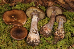 Cortinarius scaurus