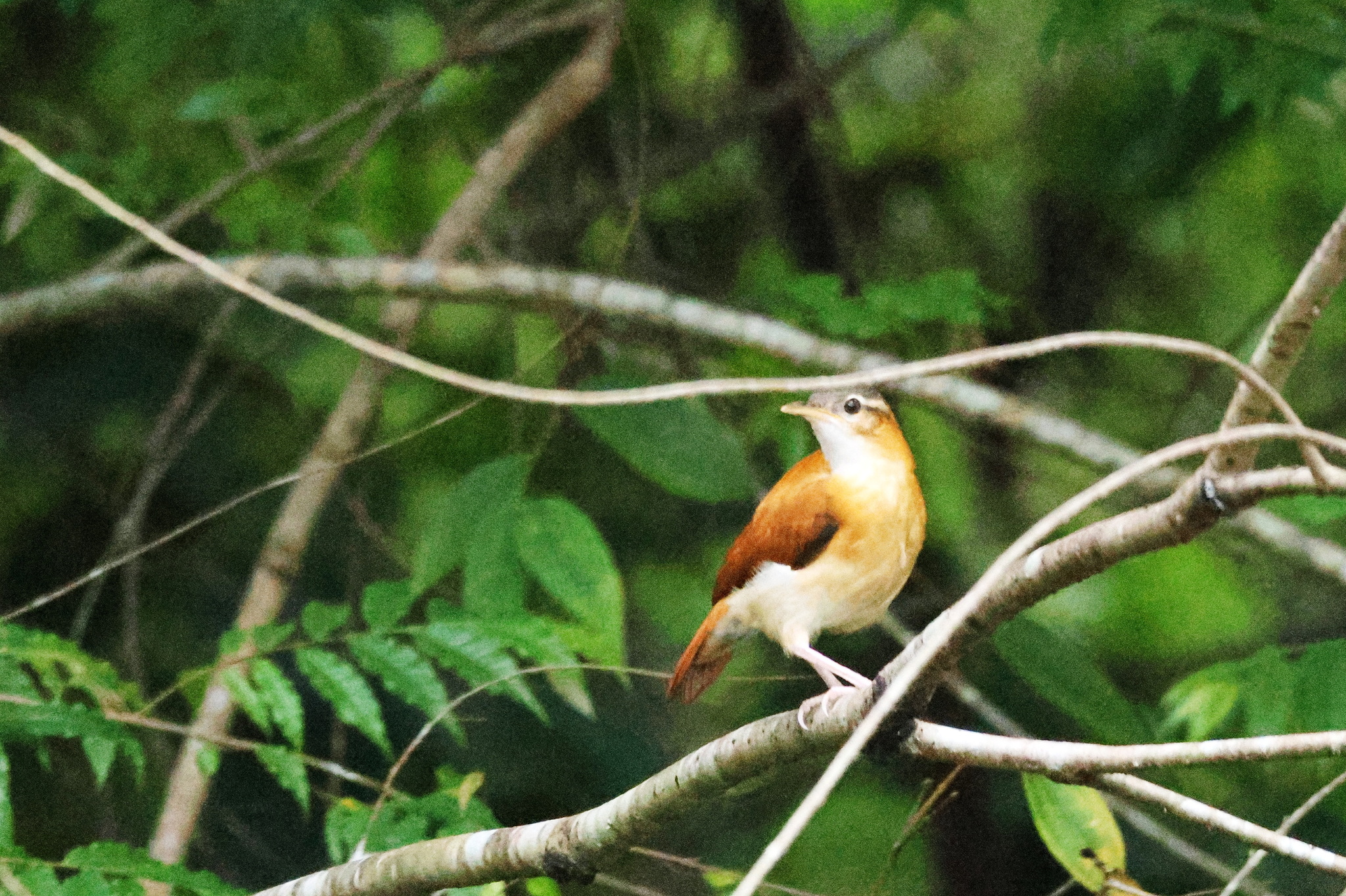 Caribbean Hornero (Furnarius longirostris), photo 2