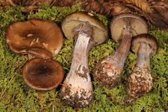 Cortinarius scaurus