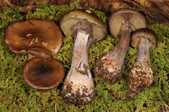 Cortinarius scaurus