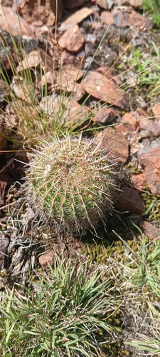 Parodia mueller-melchersii