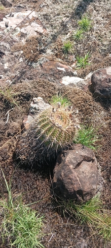 Parodia mueller-melchersii