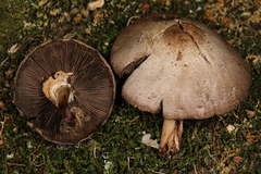 Agaricus approximans