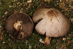 Agaricus approximans