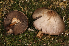 Agaricus approximans
