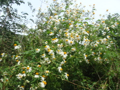 Montanoa bipinnatifida, photograph (c) Alexis López Hernández, some rights reserved (CC BY)