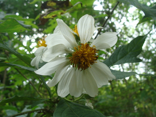Montanoa bipinnatifida, photograph 3