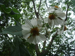 Montanoa bipinnatifida, photograph (c) Alexis López Hernández, some rights reserved (CC BY)