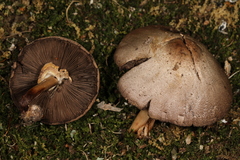 Agaricus approximans