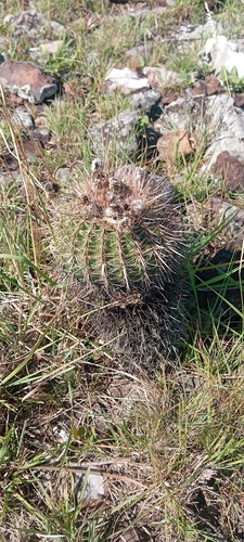 Parodia mueller-melchersii