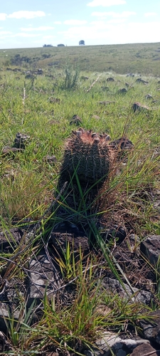 Parodia mueller-melchersii