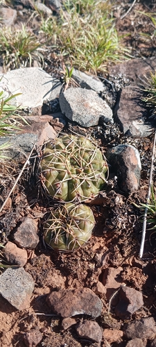 Gymnocalycium uruguayense