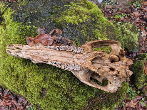 Wild Boar