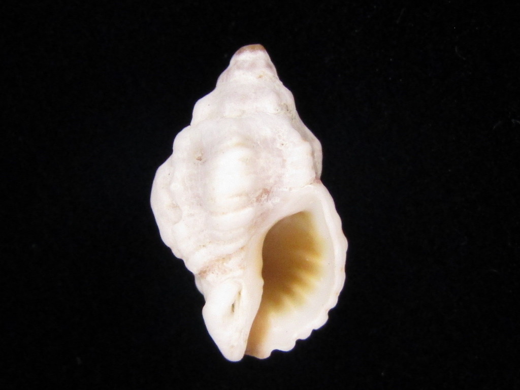 The Cavernous Ricinula