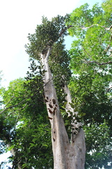 Pimenta racemosa