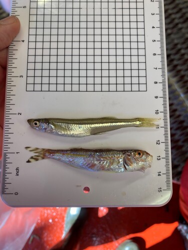 Dwarf Goatfish (Upeneus parvus) — Mullidae