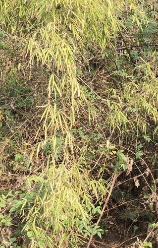 Drepanostachyum falcatum