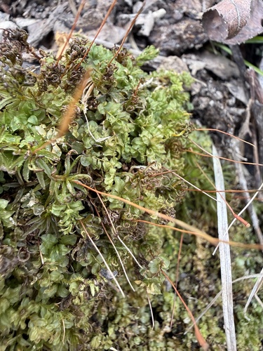 Wavy-leaf Moss (Plagiomnium ciliare)