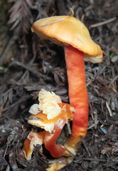 Hygrocybe marchii