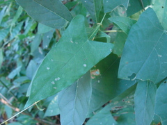 Centrosema sagittatum, photograph (c) Alexis López Hernández, some rights reserved (CC BY)