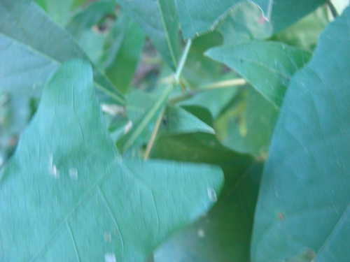 Centrosema sagittatum, photograph 6
