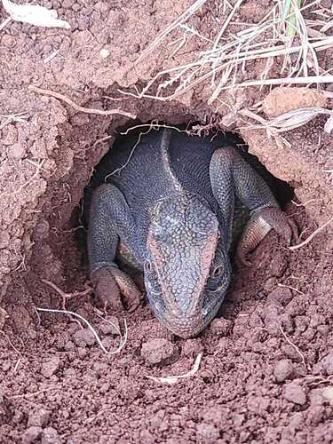 Flap-necked Chameleon