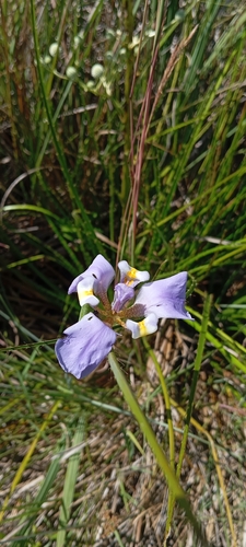 Phalocallis coelestis