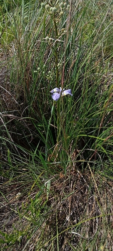 Phalocallis coelestis, photograph 2