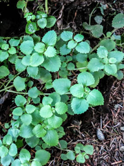 Chrysosplenium glechomifolium