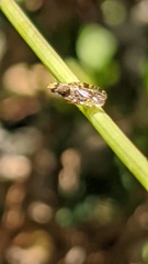 Neotephritis finalis