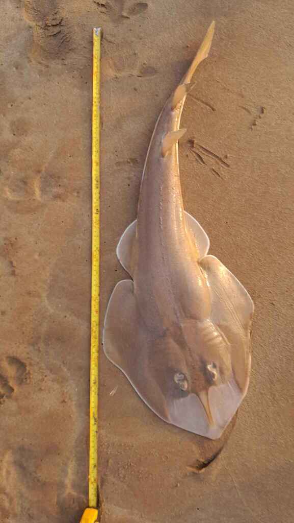 Widenose Guitarfish