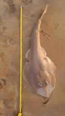 Widenose Guitarfish photo 1