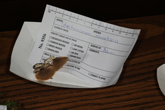 Steccherinum rawakense