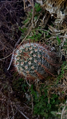 Parodia tenuicylindrica