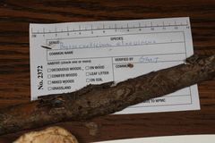 Byssocorticium atrovirens