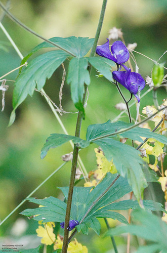 Columbian Monkshood (Aconitum columbianum)