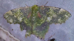 Paramaxates polygrapharia