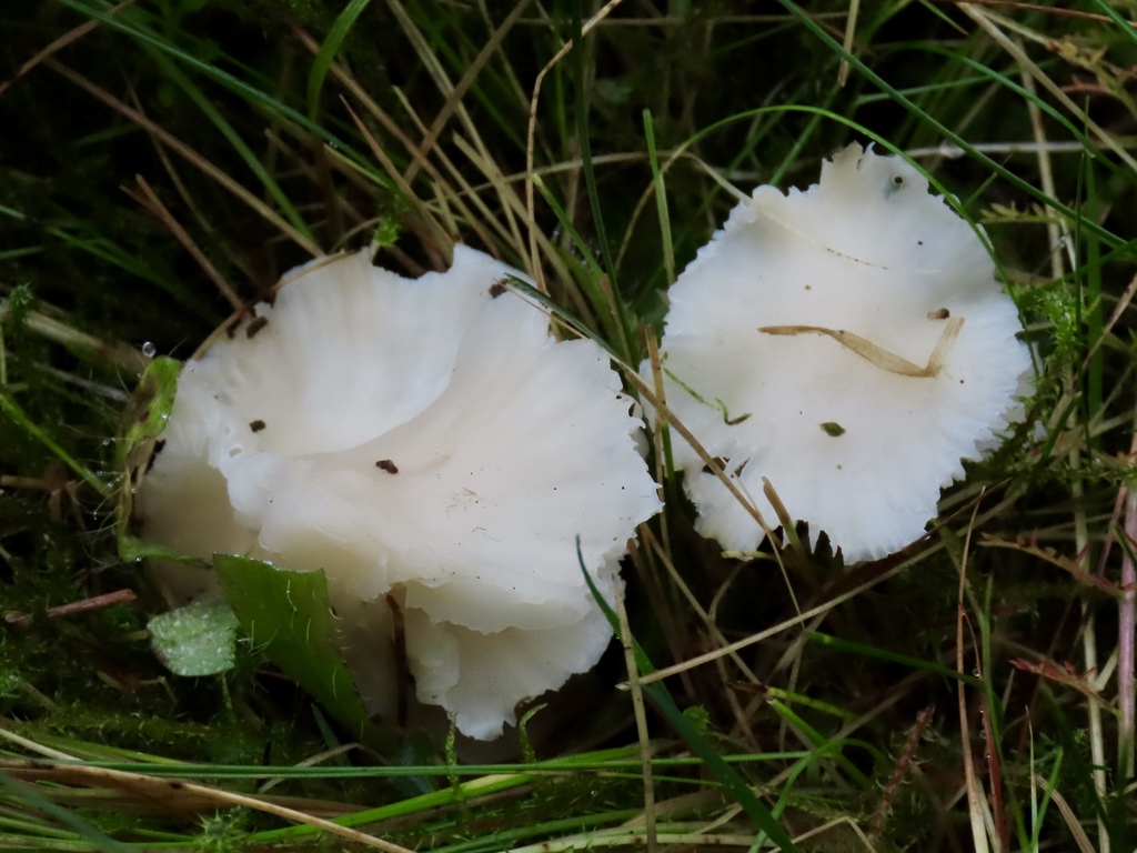 Cuphophyllus virgineus · November 2025 · photo: © susanne20 (iNaturalist, cc-by)