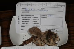 Phellodon violascens
