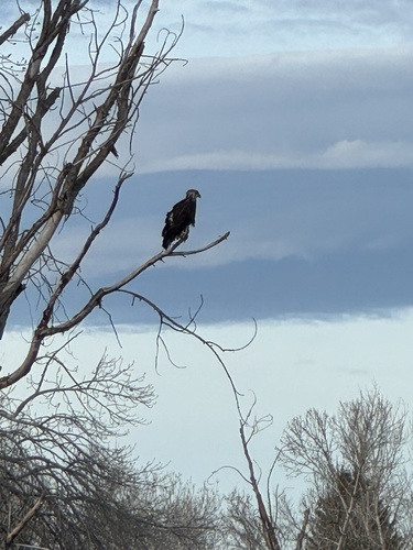 Bald Eagle photographed in Nevada