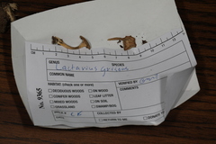 Lactarius griseus