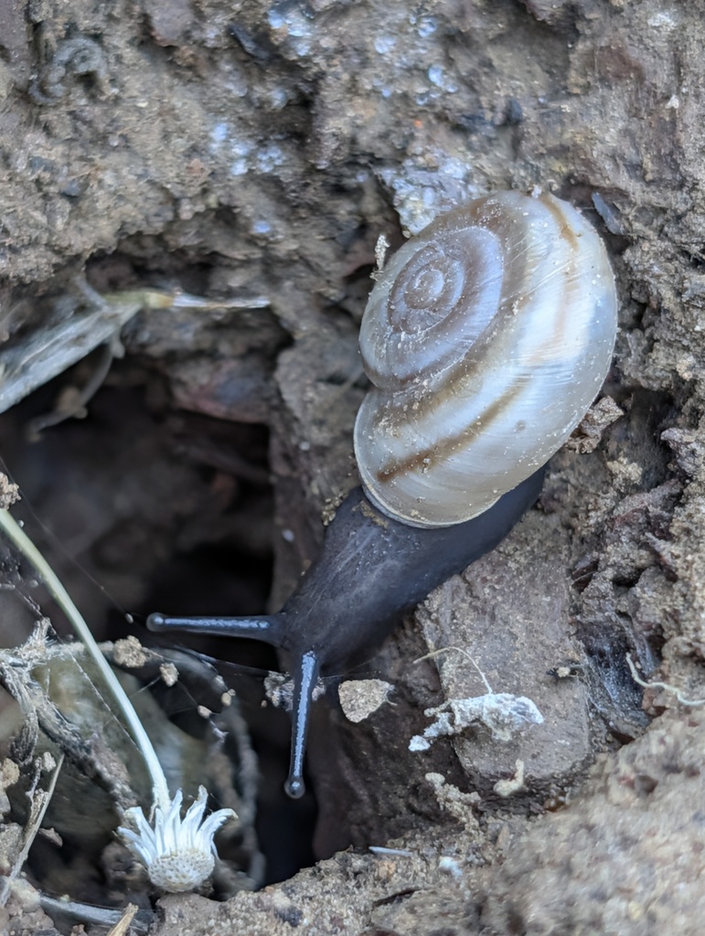eastern desertsnail