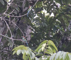 Merops americanus